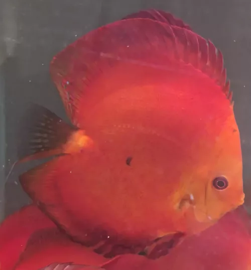 discus deep red