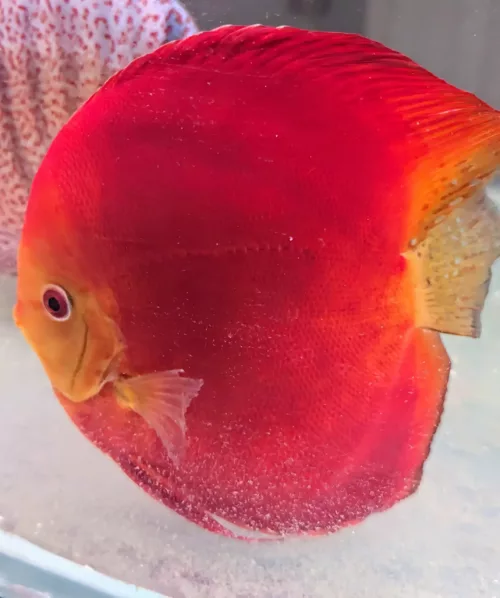 discus deep red