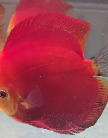 discus deep red
