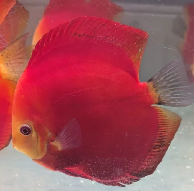 discus deep red