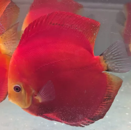 discus deep red