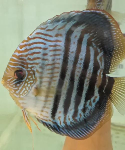 Discus heckel cross blue