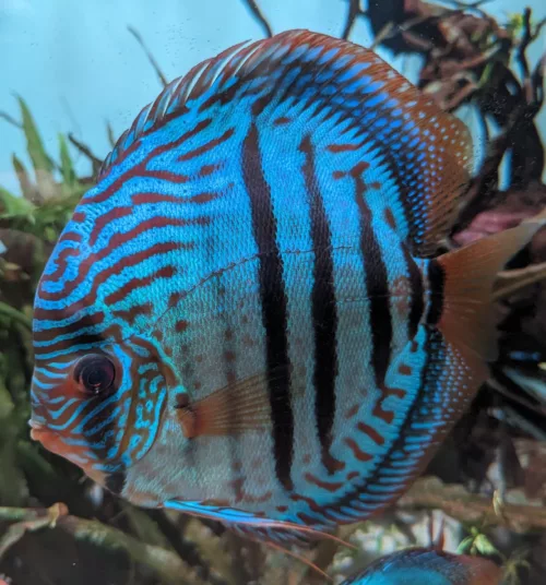 Discus heckel cross blue jumbo