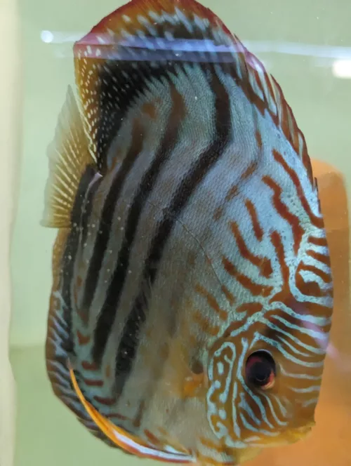 Discus heckel cross blue