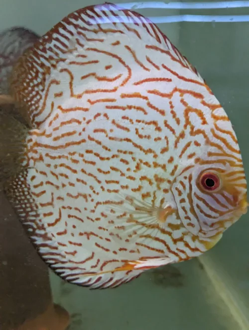 Discus pigeon stripped line - Discus Farm JDL France - La Qualité ...