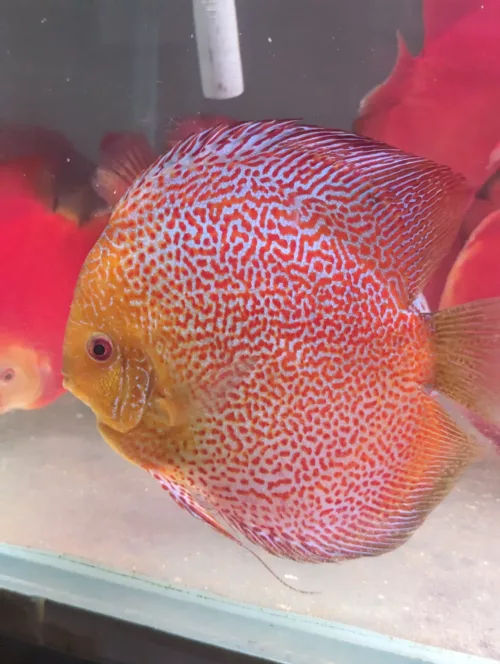 discus snakskin leopard jumbo