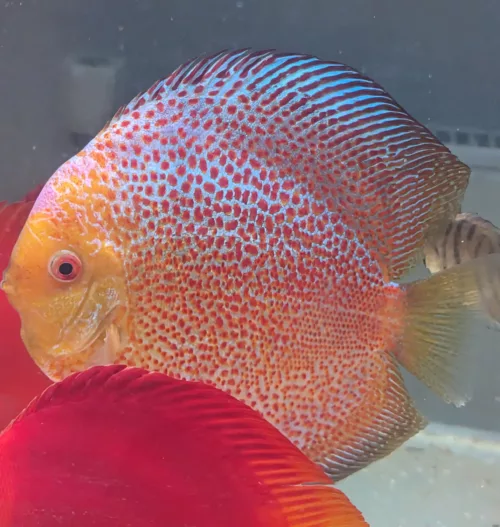 discus snakskin leopard jumbo