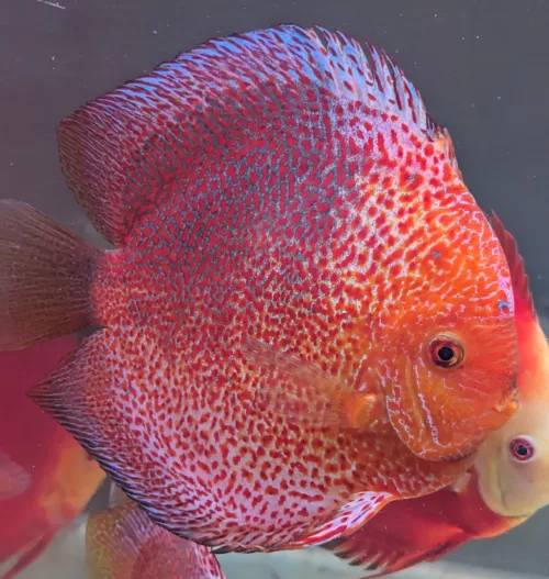 discus snakskin leopard jumbo