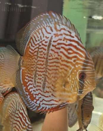 2024/05/24781-1.jpg Discus Golden Heckel Cross Spotted