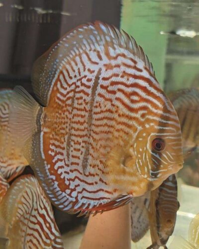 Discus Golden Heckel Cross Spotted