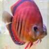 Discus Red Santarem x Heckel cross red (ica type)
