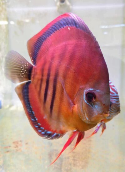 Discus Red Santarem x Heckel cross red (ica type)