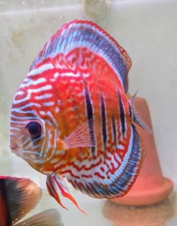 Discus Red Santarem x Heckel cross red (ica type)
