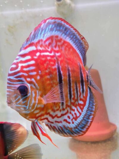 Discus Red Santarem x Heckel cross red (ica type)