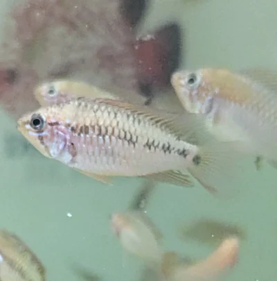 apistogramma-macmasteri-femelle-juvenile Apistogramma Macmasteri jeune femelle