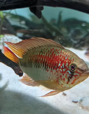 Apistogramma Macmasteri Mâle adulte