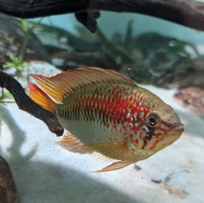 Apistogramma-Macmasteri-male-adulte Apistogramma Macmasteri Mâle adulte