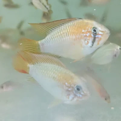 apistogramma-macmasteri-male-juvenile Apistogramma Macmasteri jeune mâle