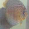 Couple de Discus Turquoise léopard