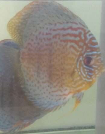 Couple de Discus Turquoise léopard