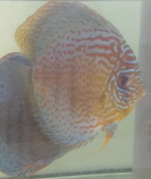 Couple de Discus Turquoise léopard