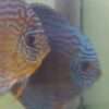 Couple de Discus Turquoise léopard