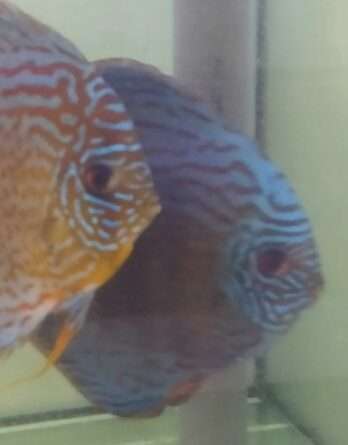 Couple de Discus Turquoise léopard