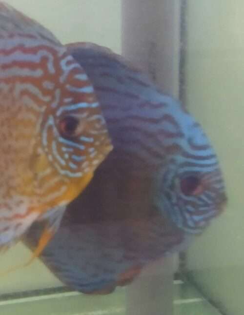 Couple de Discus Turquoise léopard