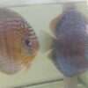 Couple de Discus Turquoise léopard