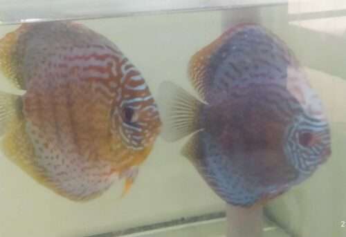 Couple de Discus Turquoise léopard