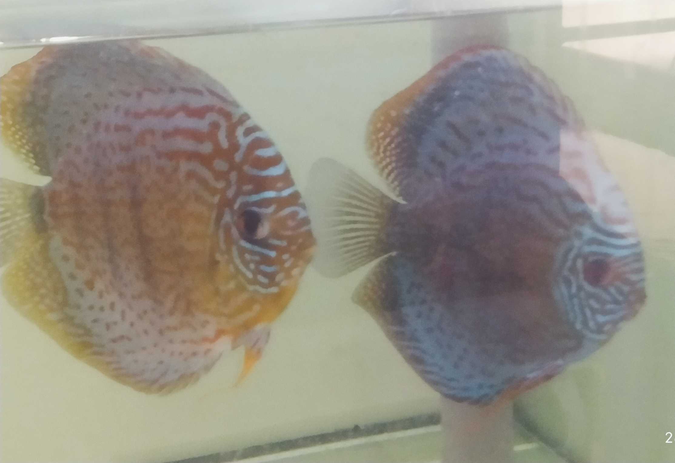 Couple de Discus Turquoise léopard