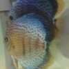 Couple de Discus turquoise leopard