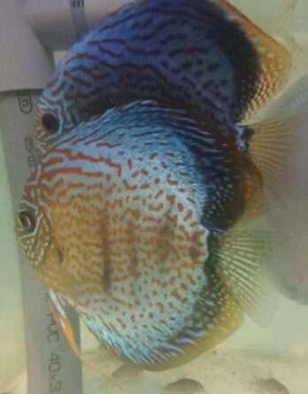 Couple de Discus turquoise leopard