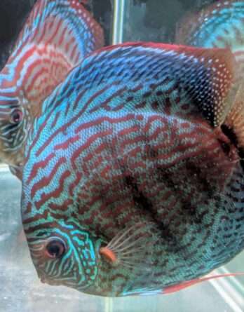 couple de discus turquoise rouge 0009