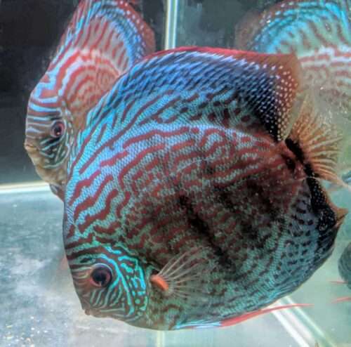 couple de discus turquoise rouge 0009