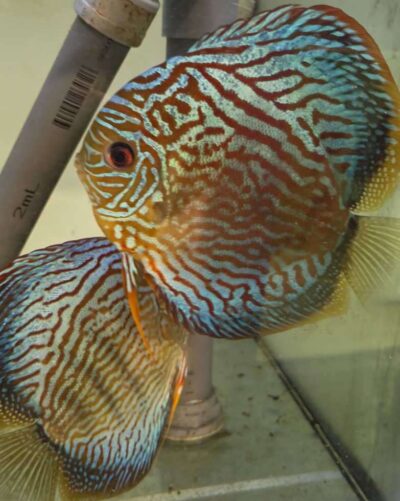 couple-discus-turquoise-rouge-13