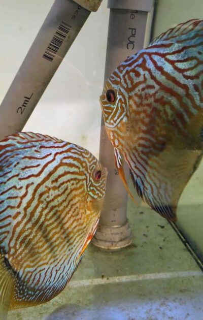 couple-discus-turquoise-rouge-13