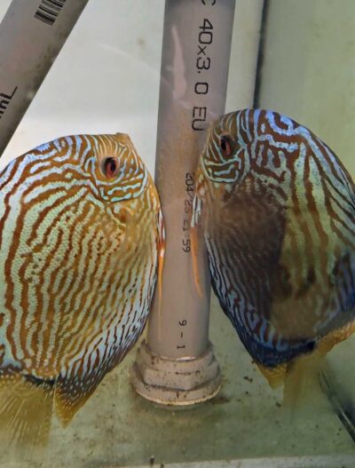 couple-discus-turquoise-rouge-13