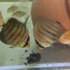 Discus golden Heckel cross spotted 5cm