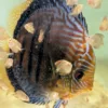 Discus golden Heckel cross spotted