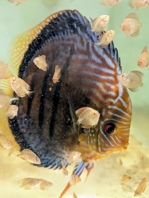 Discus golden Heckel cross spotted