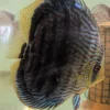 discus heckel cross type wild