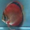 Discus red santarem