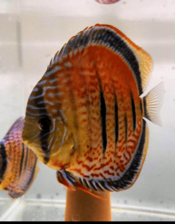 Discus red santarem