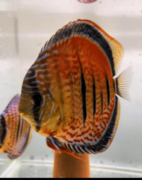 Discus red santarem