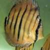 Discus red santarem x heckel cross type wild 12cm