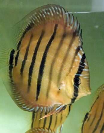 Discus red santarem x heckel cross type wild 12cm