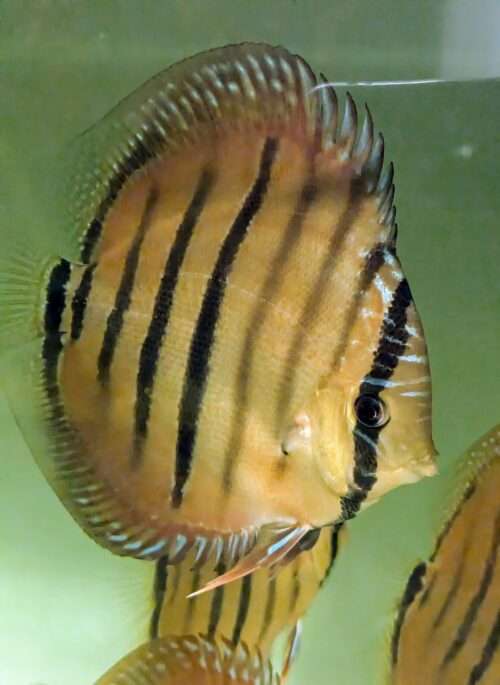 Discus red santarem x heckel cross type wild 12cm