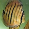 Discus red santarem x heckel cross type wild 12cm