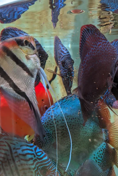 distribution-nourriture-Scale-Instinct Nourriture granulés discus Scale et pour autres poissons